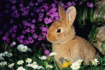 Animales en peligro de extinciÃ³n