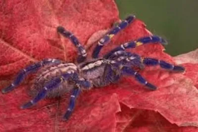 Animales en peligro de extinciÃ³n