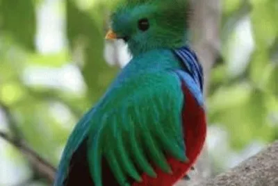 Animales en peligro de extinciÃ³n
