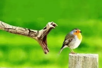 Animales en peligro de extinciÃ³n