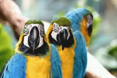 Animales en peligro de extinciÃ³n