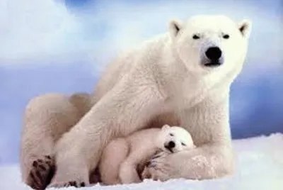 Animales en peligro de extinciÃ³n