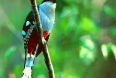 Animales en peligro de extinciÃ³n