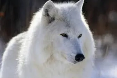 Animales en peligro de extinciÃ³n jigsaw puzzle