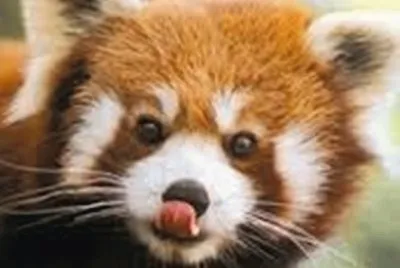 Animales en peligro de extinciÃ³n