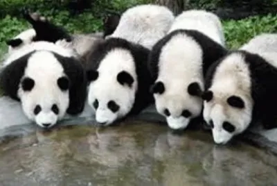 Animales en peligro de extinciÃ³n