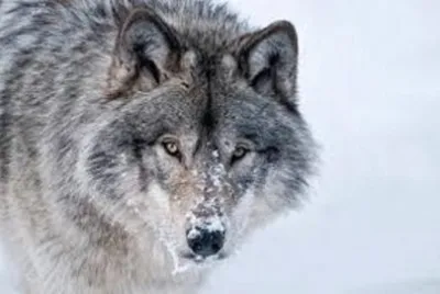 Animales en peligro de extinciÃ³n jigsaw puzzle