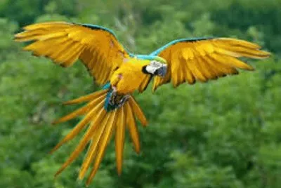 Animales en peligro de extinciÃ³n