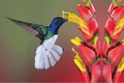 Animales en peligro de extinciÃ³n