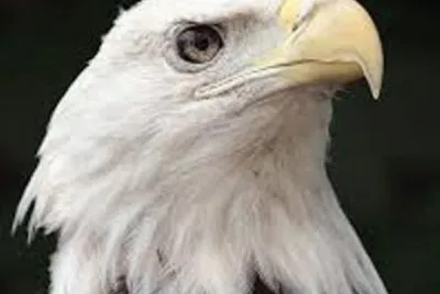 Animales en peligro de extinciÃ³n