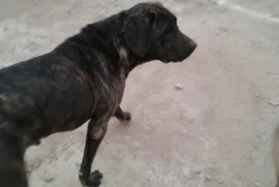 perro