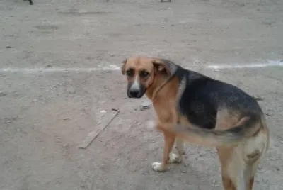 mascota