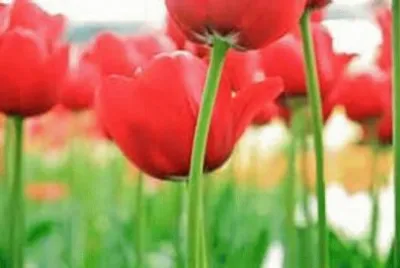 èŠ±ç”°
