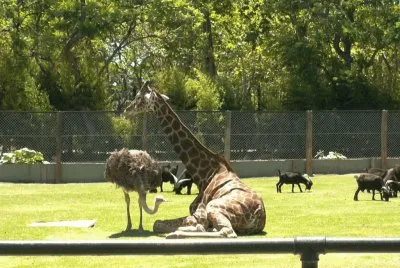 jirafa y Ã±andÃº