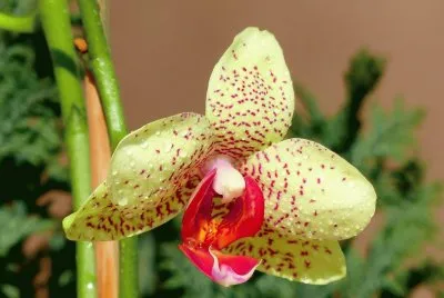orquÃ­dea