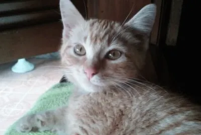 Mingauzinho