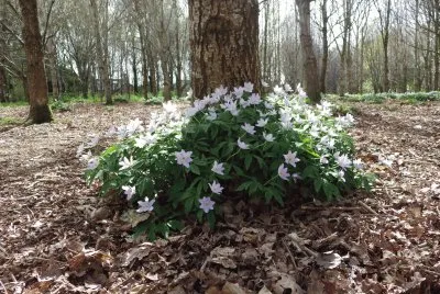 woodland in spring  Lisburn jigsaw puzzle