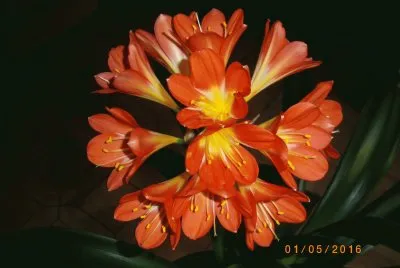 nature