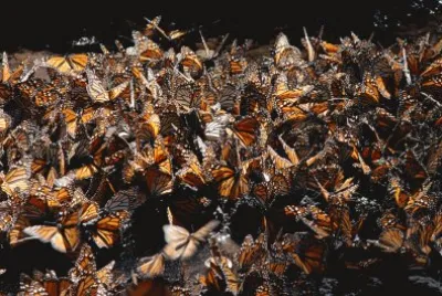 Mariposa- Monarca, Morelia Mich. MÃ©xico