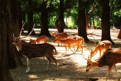 ciervos jigsaw puzzle