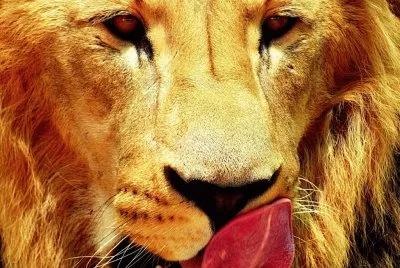 leÃ³n jigsaw puzzle