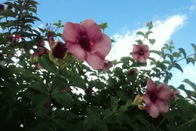 fleurs