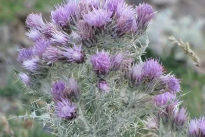 fleurs de montagne