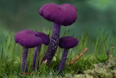 imagens jigsaw puzzle