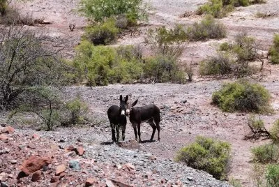 burritos jigsaw puzzle