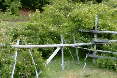 rosa mosqueta jigsaw puzzle