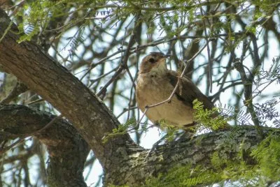 hornero jigsaw puzzle