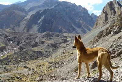 centinela mendocino jigsaw puzzle
