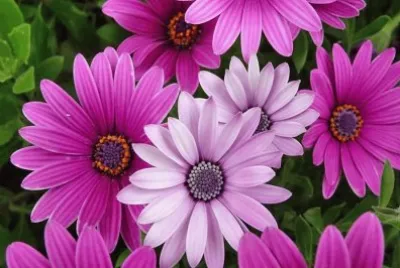 Margaritas Lilas