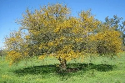 פאזל של imagens