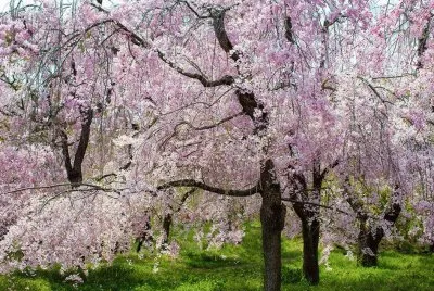 imagens jigsaw puzzle