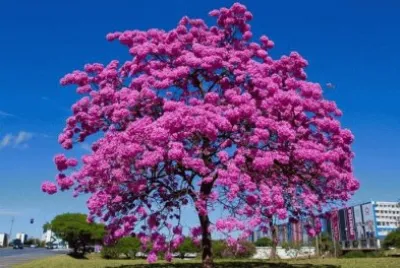 imagens jigsaw puzzle