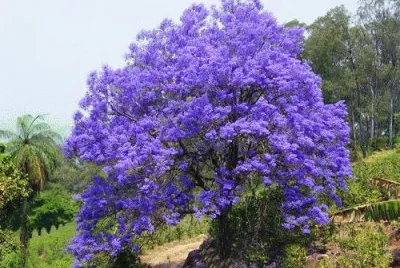פאזל של imagens