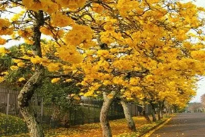 imagens jigsaw puzzle