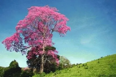 imagens jigsaw puzzle
