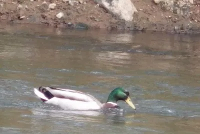 Mallard inthe river Lagan