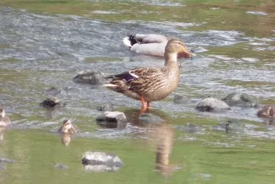 Mummy and chicks
