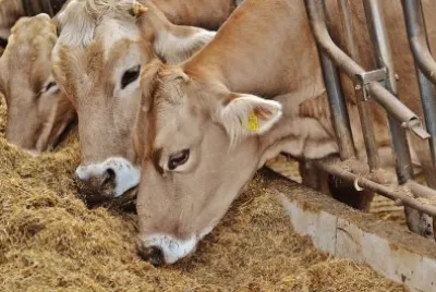 Cows