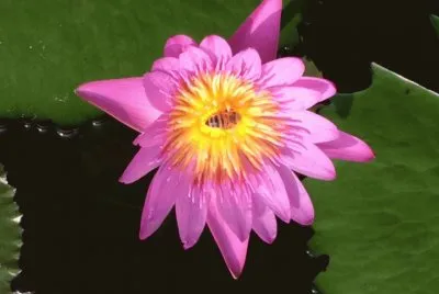 Jardines de MÃ©xico 5
