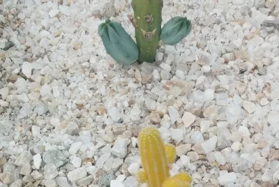 Jardines de MÃ©xico 7