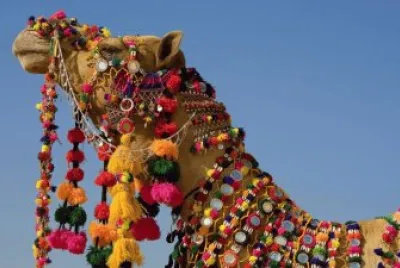 Rajasthani camel in India