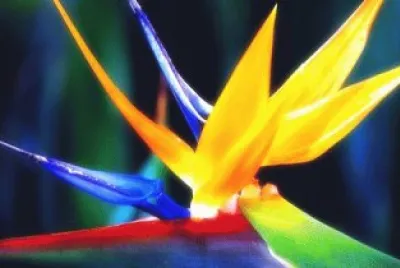 פאזל של Flower