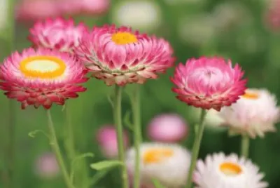 פאזל של Meadow Flowers