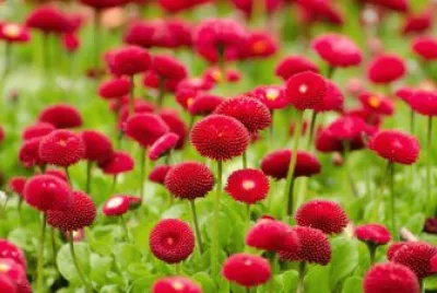 פאזל של Red Meadow Flowers
