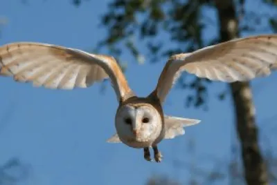 Barn Owl