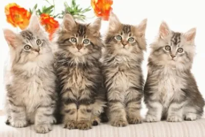 Cats